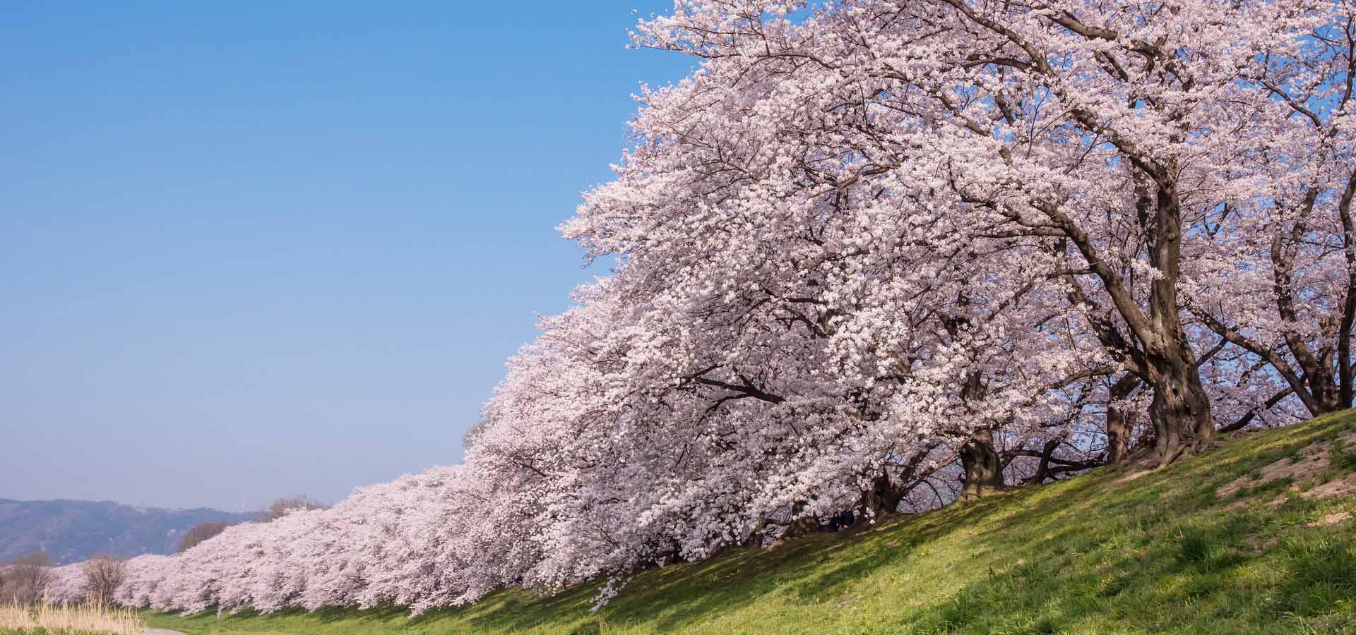 아라시야마 벚꽃