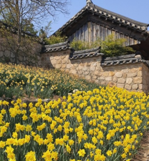 전국수선화명소