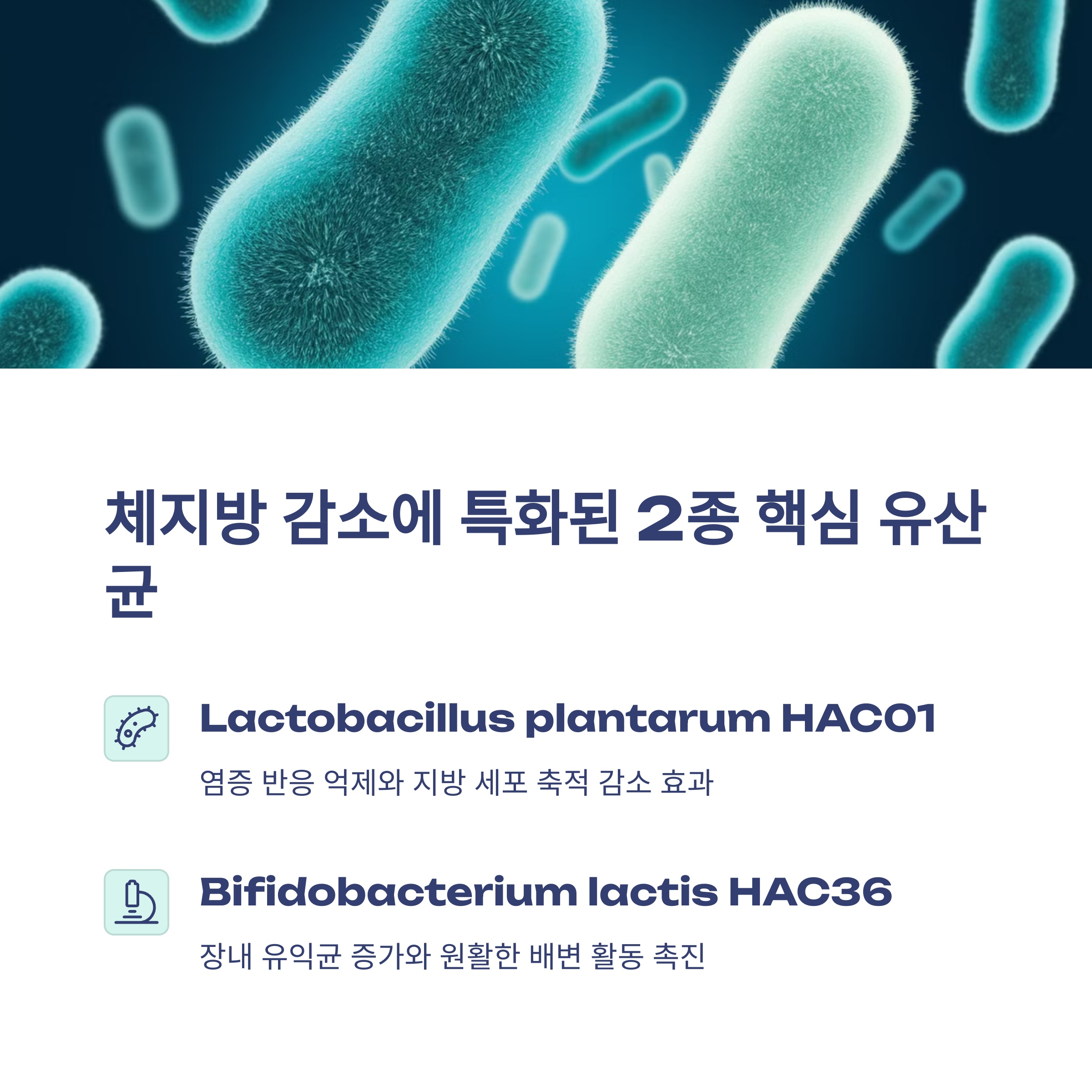 여에스더 다이어트 유산균 락토 플러스 국내 최초 체지방 감소