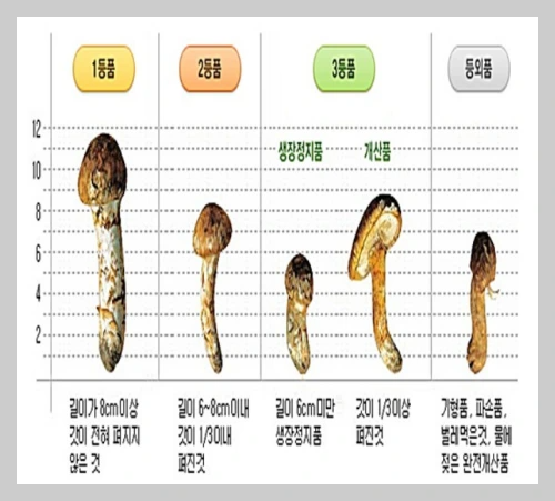 송이버섯 등급별 가격, 송이 등급 구분 방법