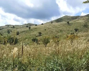 황매산 억새축제_5