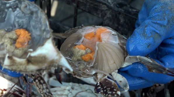 꽃게액젓의 맛과 풍미를 극대화하는 방법