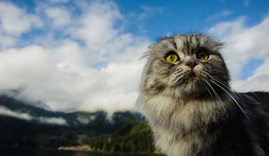 스코티시 폴드 고양이 이미지 - 4