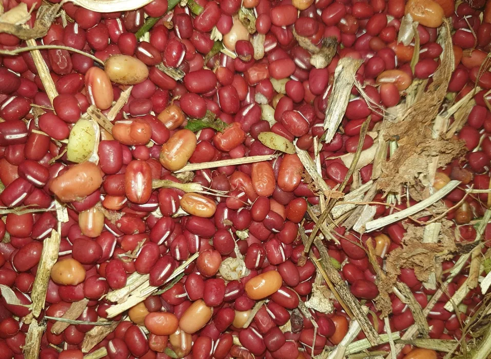 수확한-팥-사진