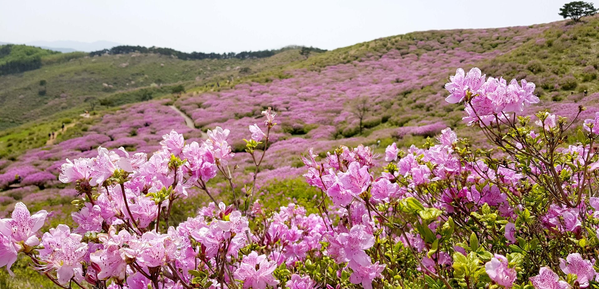 합천 황매산 모산재 철쭉
