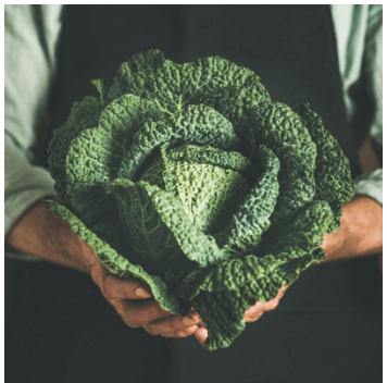 절임배추 만드는법 영양 보관방법 구매팁