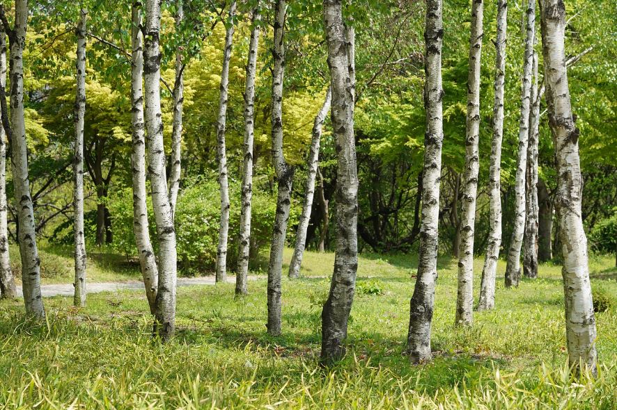 강석경 작가의 소설 숲속의 방 줄거리 사진
