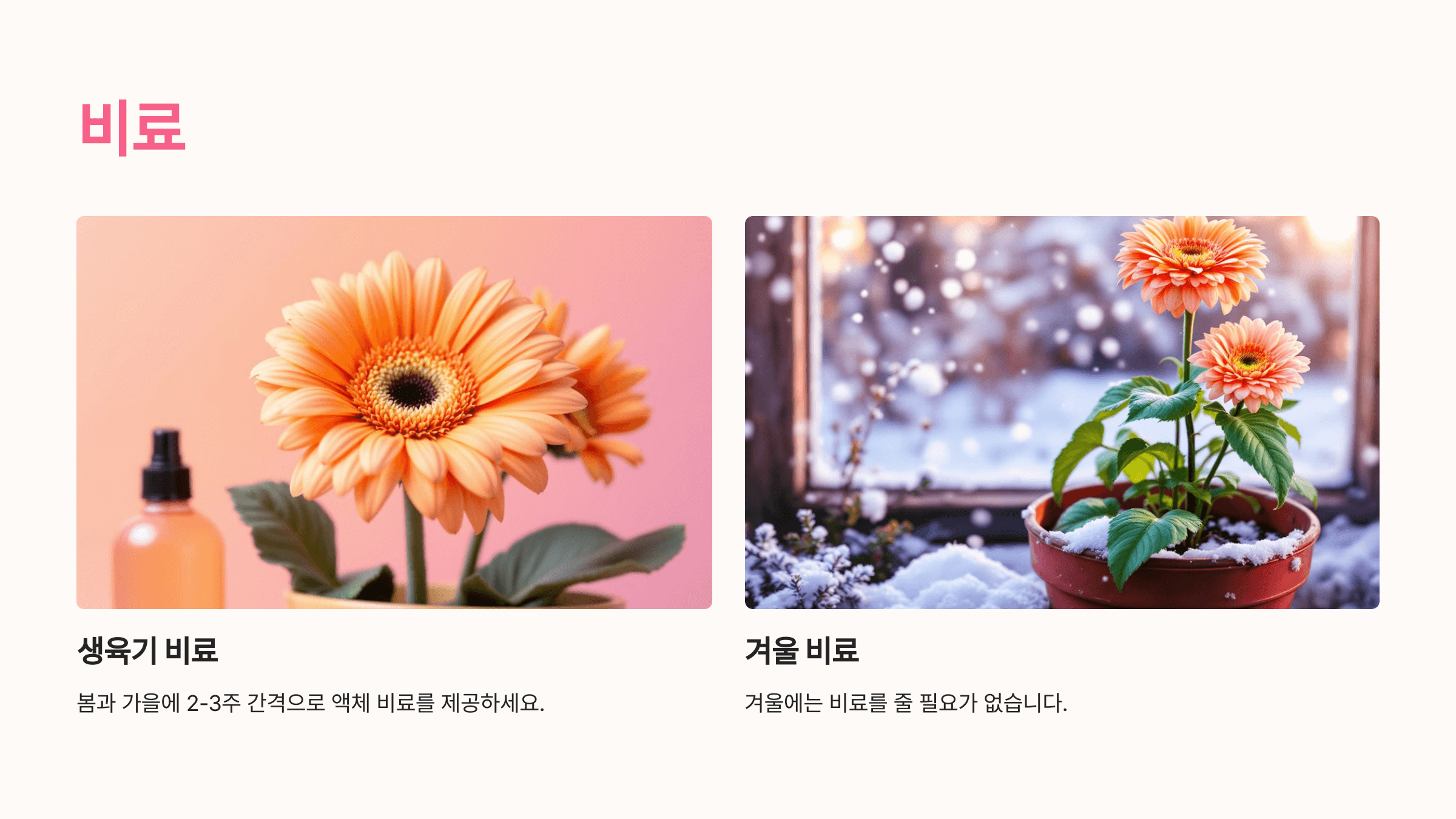 거베라 사진입니다.