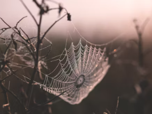 할로윈데이 축제 행사