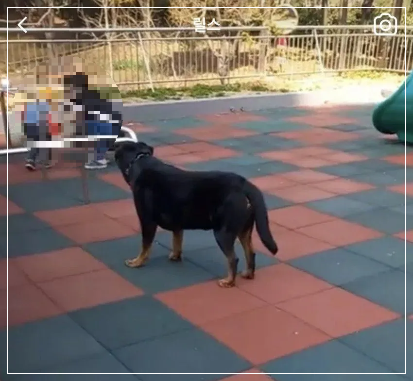 로트와일러 놀이터