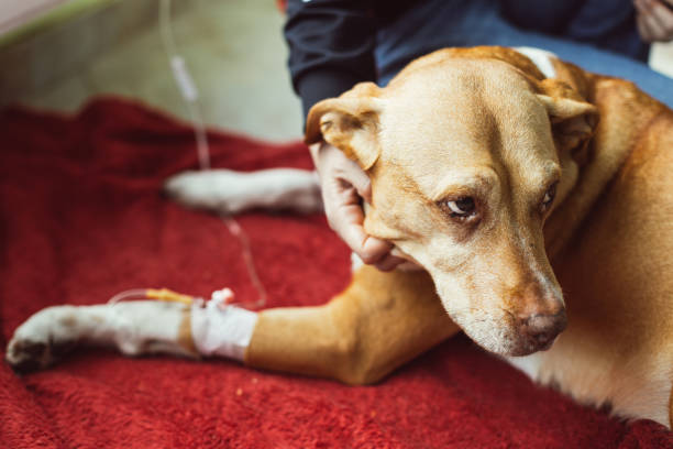 슬개골 탈구 예방 방법