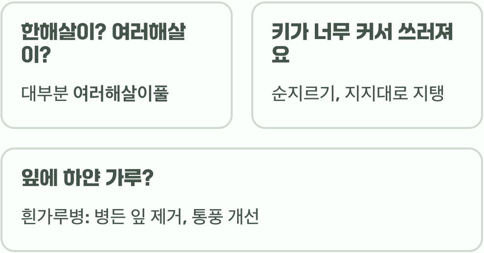 루드베키아 키우기&amp;#44; 씨앗부터 꽃 피우기까지 A to Z