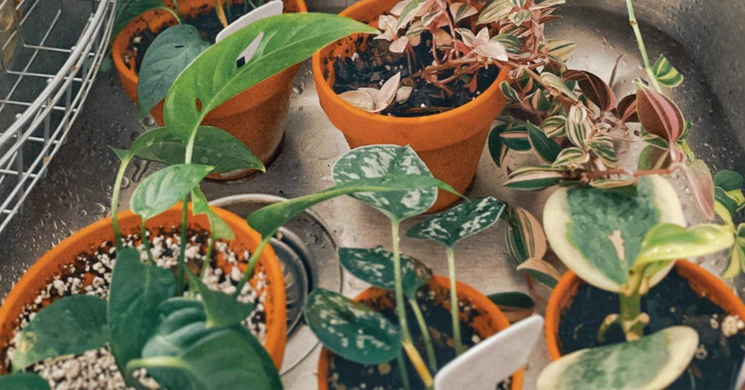 현재 열심히 키우고 있는 식물들