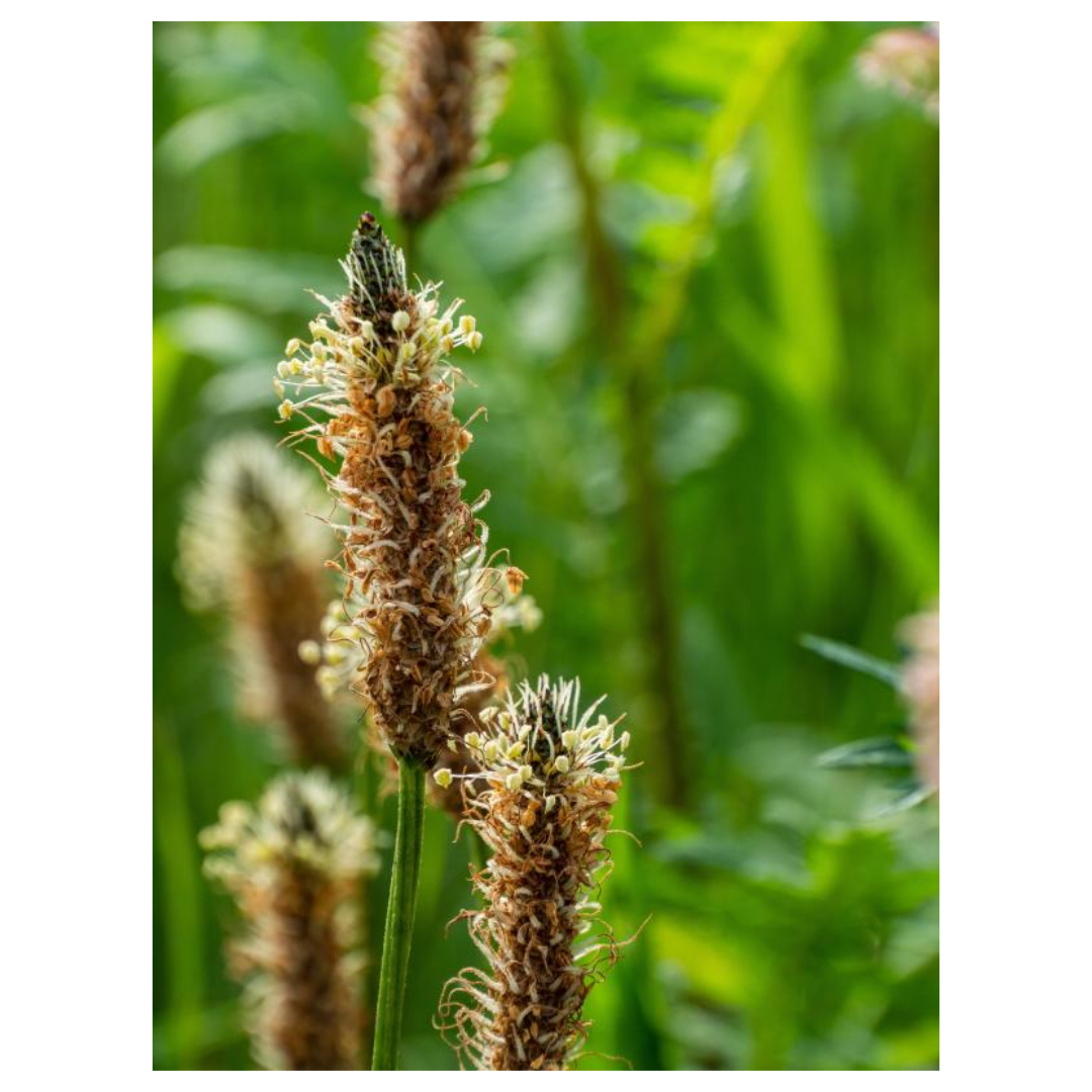 차전자피와 관련된 사진입니다.