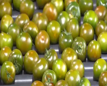 화천 토마토축제_11