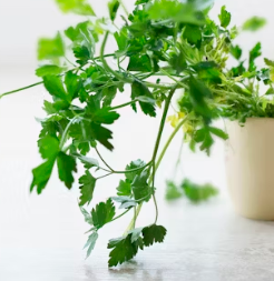 파슬리의 효능 부작용 먹는법 고르는법