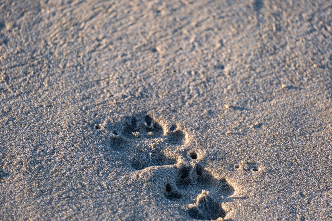 Step tracker.