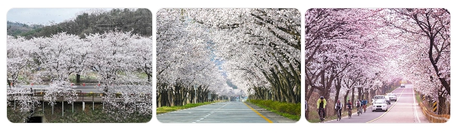 대전 대청호 벚꽃 드라이브