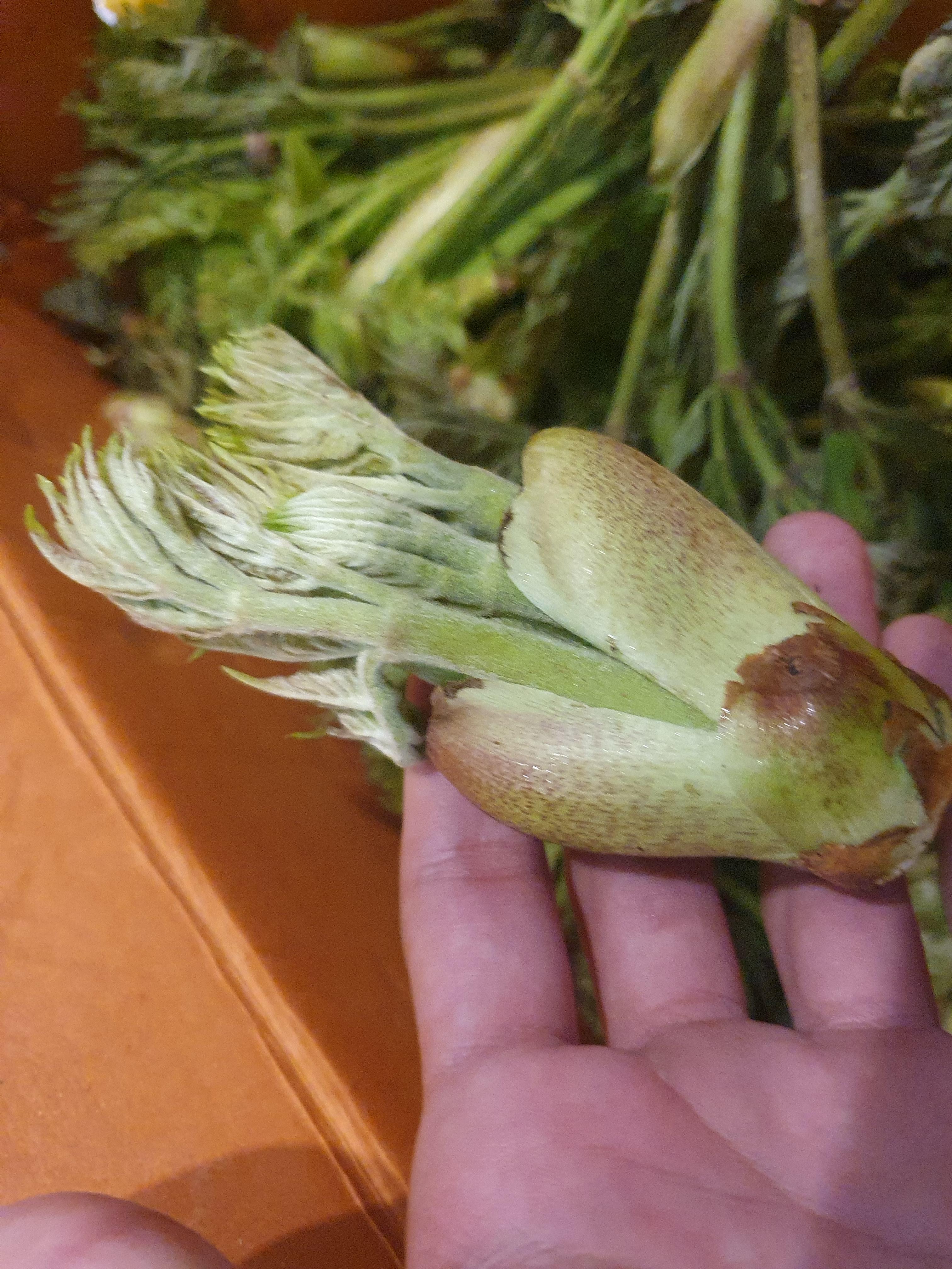 두릅 효능 가격 두릅 먹는 방법