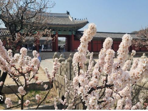 종로구 벚꽃