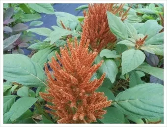 아마란스 재배 직파 요령 잎과 곡립 겸용 수확_2