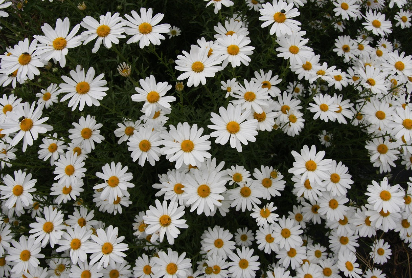 김용택 시 들국과 관련된 이미지