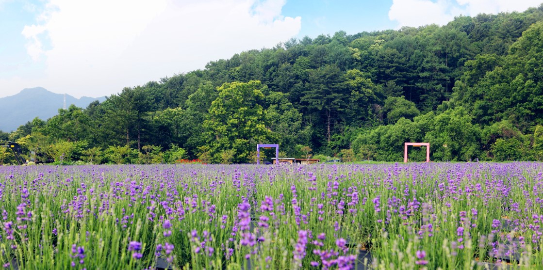포천 허브 아일랜드