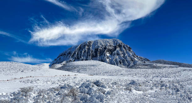 천리포수목원목련축제