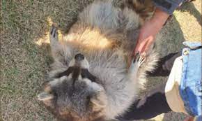 티놀자 애니멀 파크