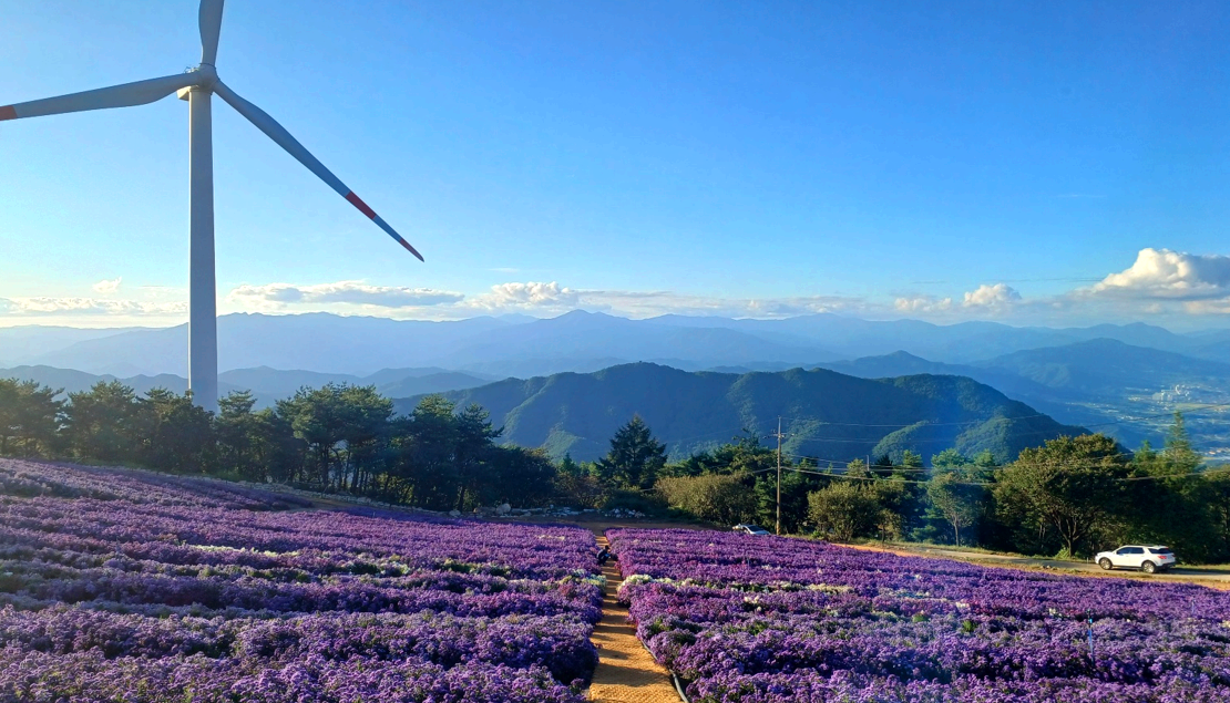감악산 별바람언덕 아스타국화
