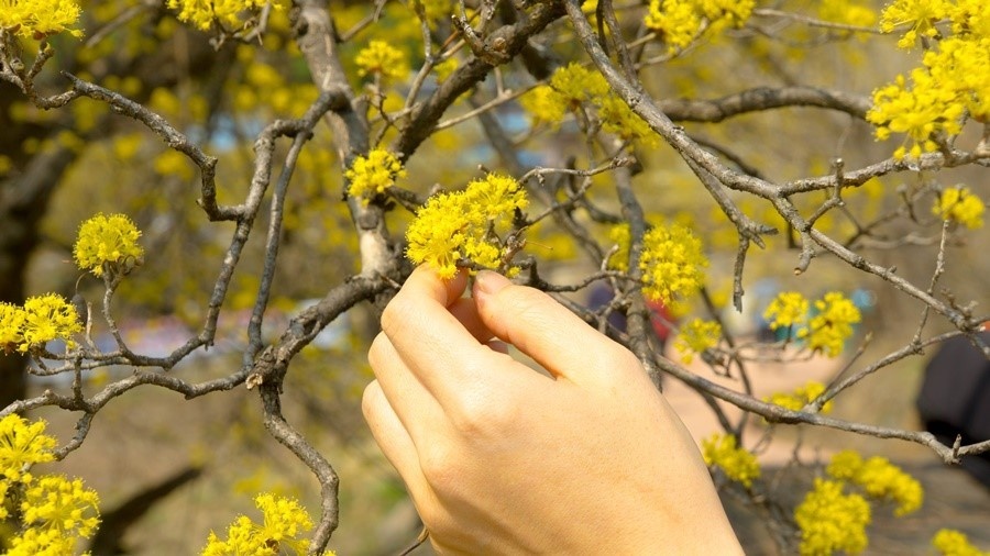 3월 봄꽃 축제 하는곳 봄꽃 여행지