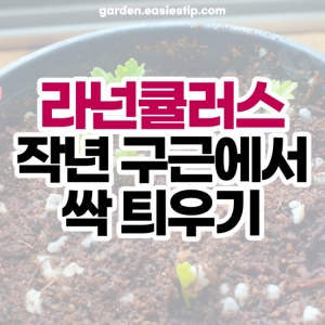 라넌큘러스 작년 구근 심고 싹 틔우기