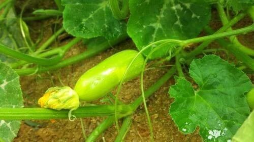 호박꽃-개화-착과-낙과-수확-수확시기