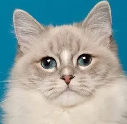 랙돌의 특징과 기르는 방법