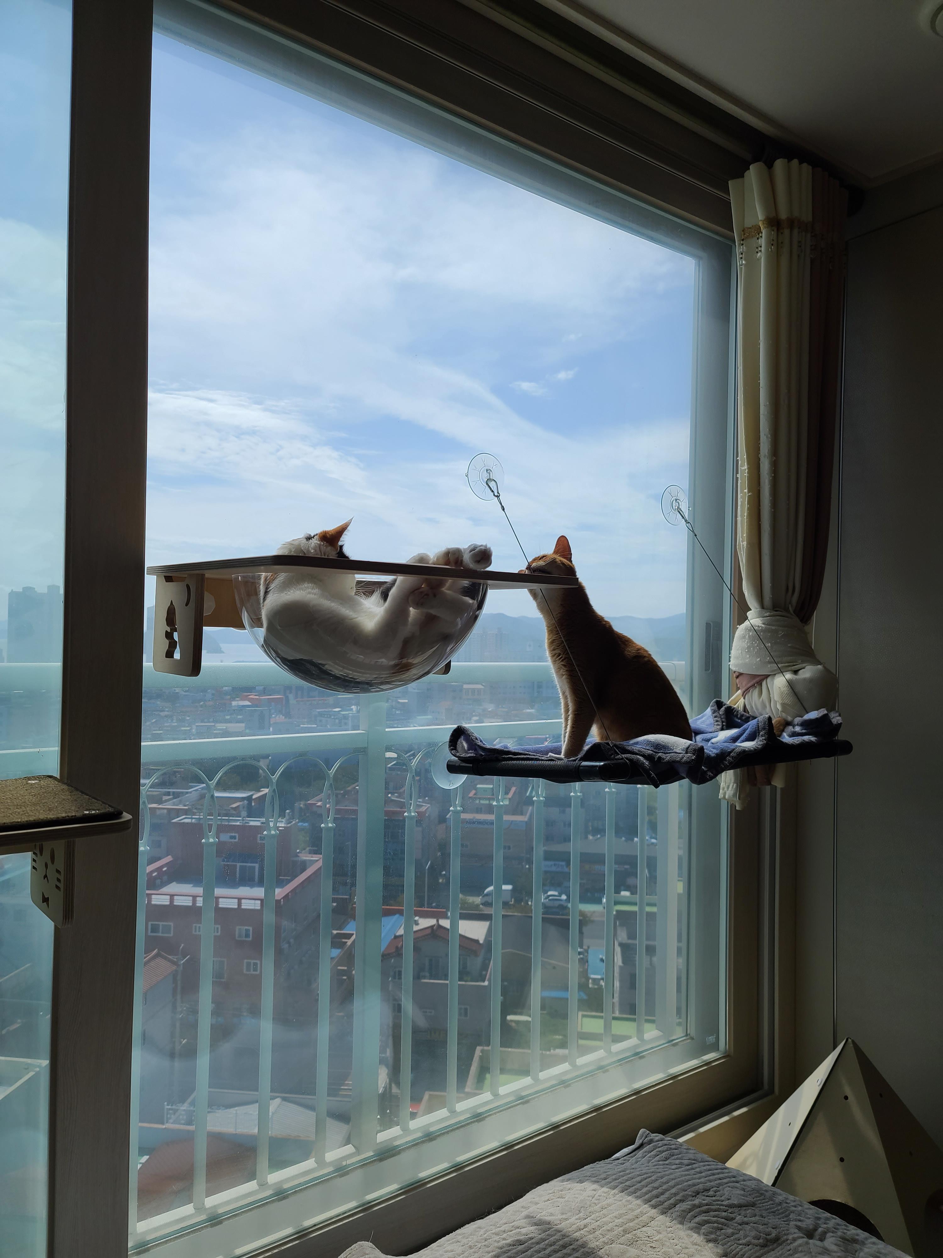 캣볼은 서열순이 아니잖아요~(feat.부드러운 카리스마 서열1위 루나)