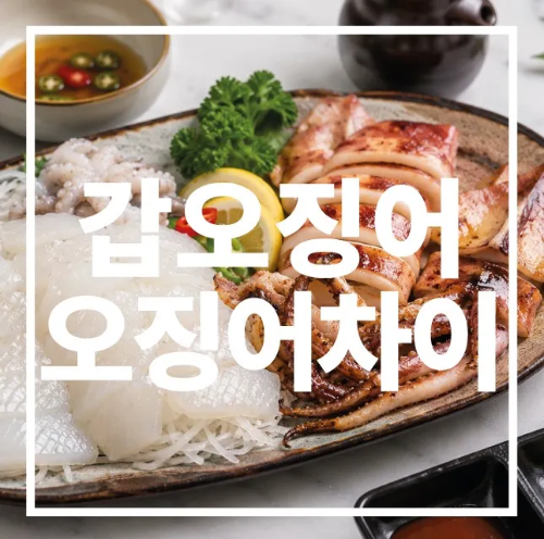갑오징어 오징어 차이