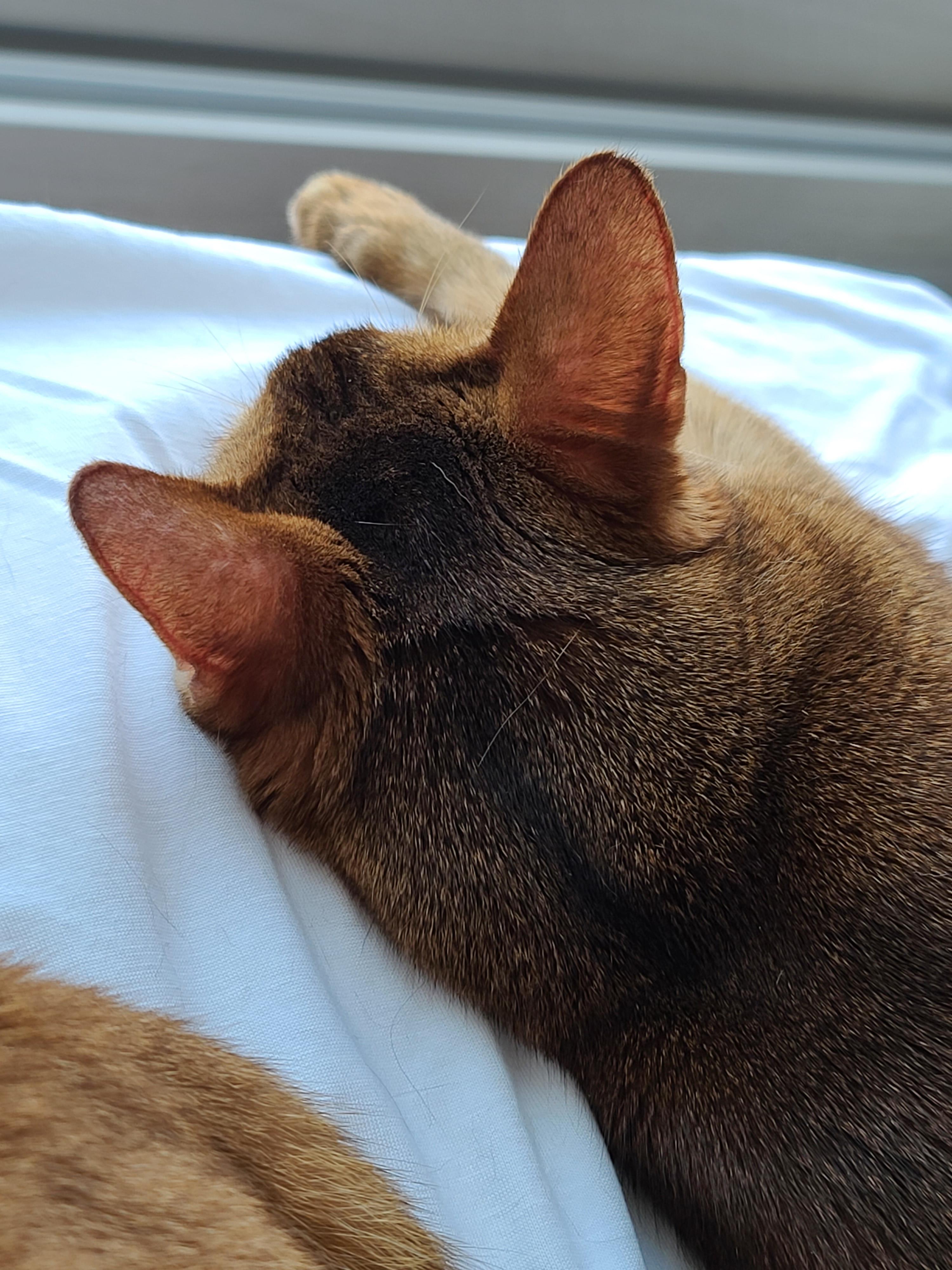 고양이들의 냥통수를 모아봤다. 치명적인 매력의 냥통수들.