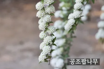 아파트 화단에 핀 5월의 꽃 송엽국 작약 금계국 털개구리미나리_20