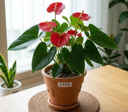 안수리움 불염포 오래 보기