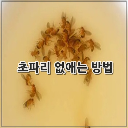 초파리 없애는 방법 +트랩만드는방법