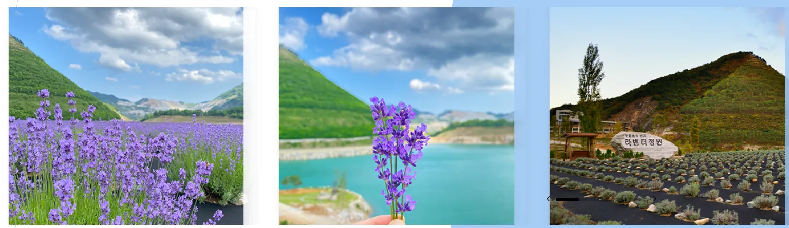 무릉별유천지 라벤더정원