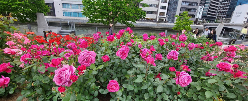 나카노시마 장미원