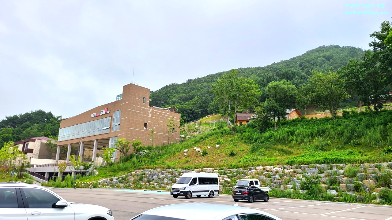 대관령-순수양떼목장