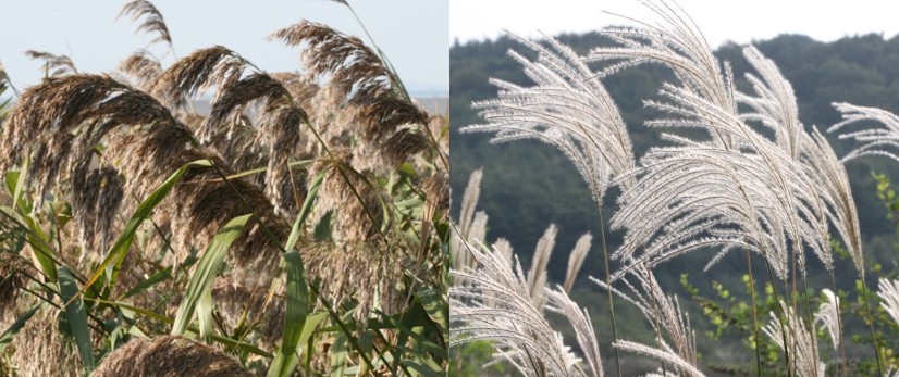 갈대와 억새의 차이점부터 갈대뿌리효능, 명소 추천까지 완벽 정리