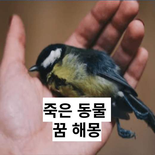 죽은 동물을 본 꿈 해몽 썸네일