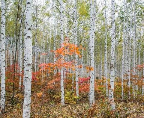 인제 자작나무 숲 사진