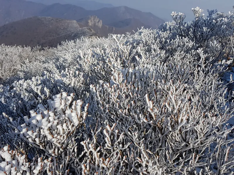울산 가지산 설경