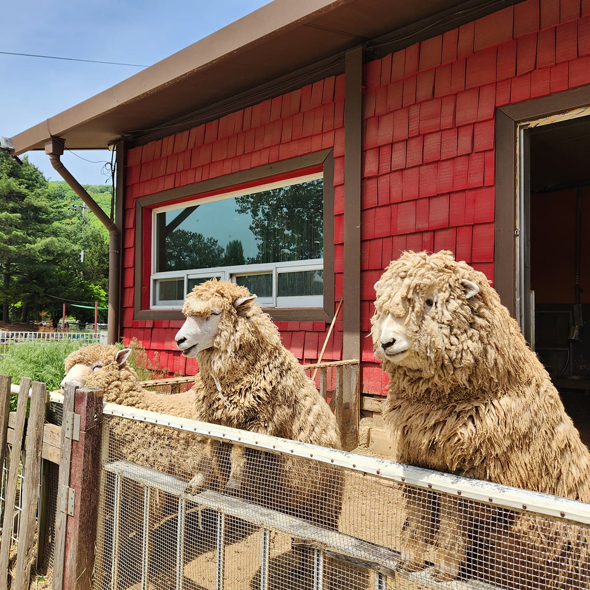 [아이 동반, 서울 근교 여행지]경기도 포천 서운동산｜딸기, 블루베리, 옥수수, 먹이주기, 밤줍기 등 체험 가득한 가족 여행지