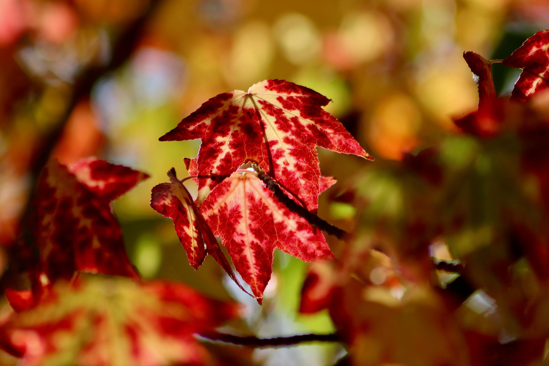 양주시 가을 단풍 명소 BEST 5 관련 사진