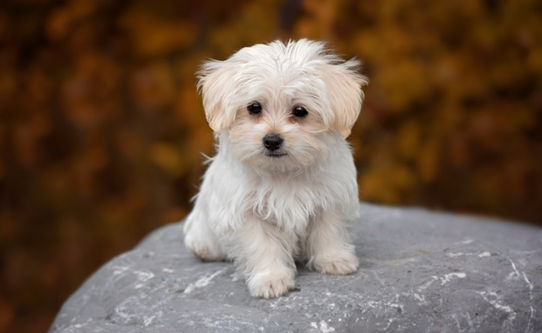 바위 위에 말티즈 강아지 한 마리가 앉아있다.